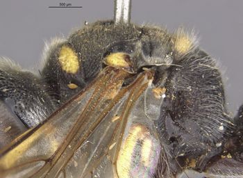 Media type: image;   Entomology 10028 Aspect: thorax lateral